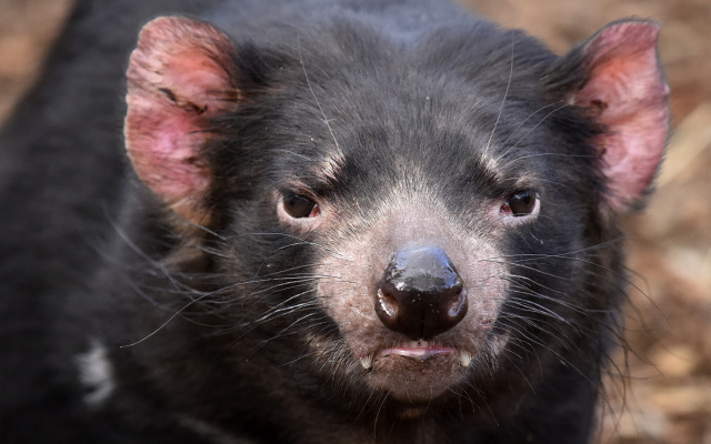 Tasmanian Devil 31624