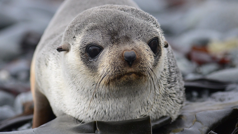 Antarctic Fur Seal 46624
