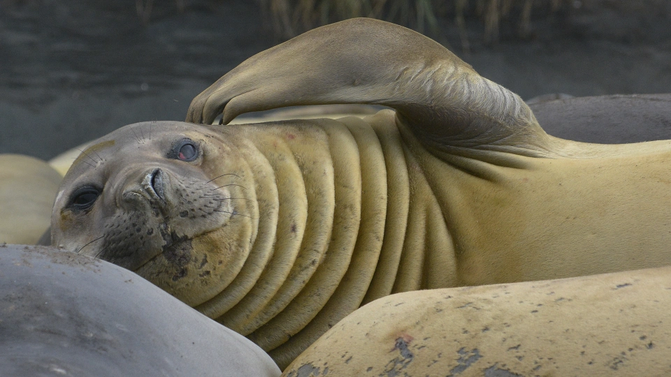 Southern Elephant Seal 45912