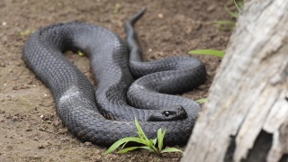 Tiger Snake 43931