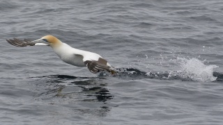 Australasian Gannet 20572