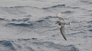 Blue Petrel 01160