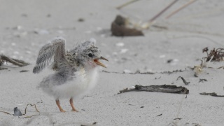 Fairy Tern 11803