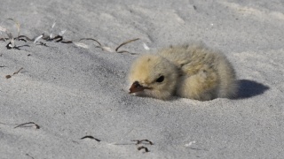 Fairy Tern 44237