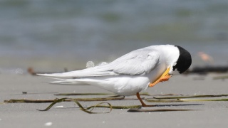 Fairy Tern 51670