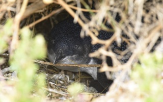 Little Penguin 25181