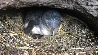 Little Penguin 4950