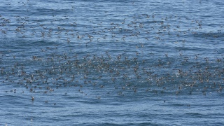 Short tailed Shearwater 40957