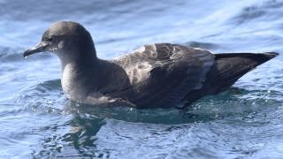Short tailed Shearwater 46883