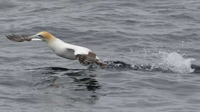 Australasian Gannet 20572
