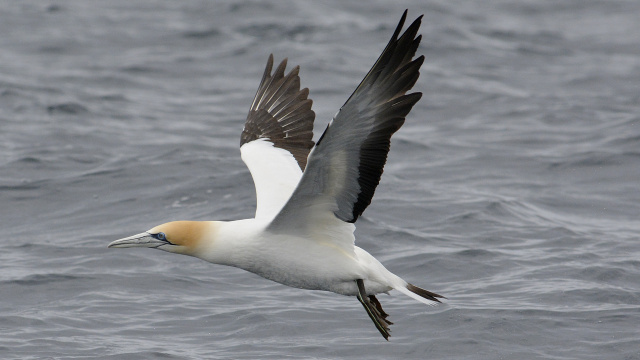 Australasian Gannet 20573