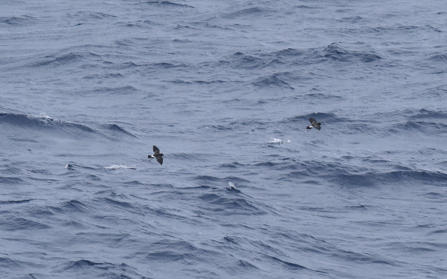 Black bellied Storm petrel 19494