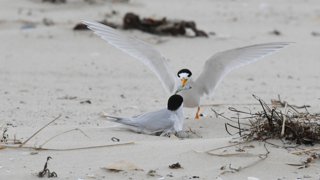 Fairy Tern 03769