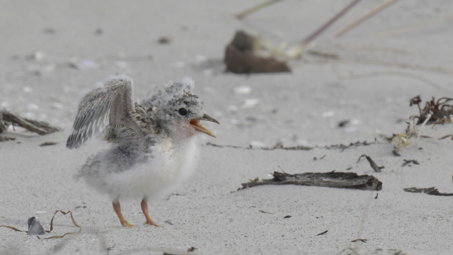 Fairy Tern 11803