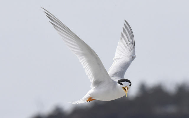 Fairy Tern 27659
