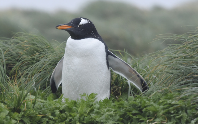 Gentoo Penguin 08456