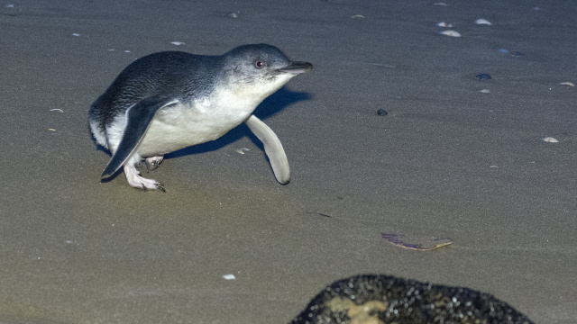 Little Penguin 07255