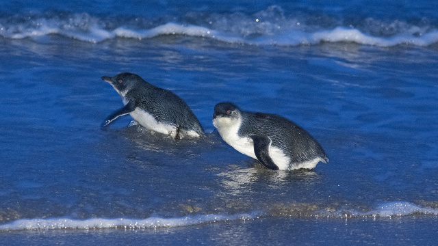 Little Penguin 07310