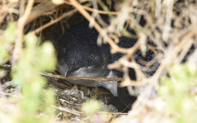 Little Penguin 25181