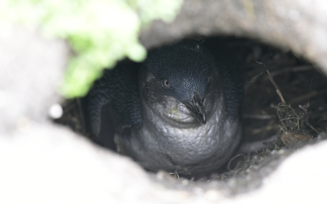 Little Penguin 32808