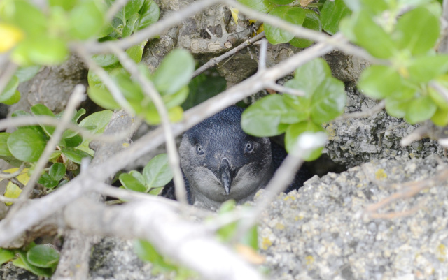 Little Penguin 40600