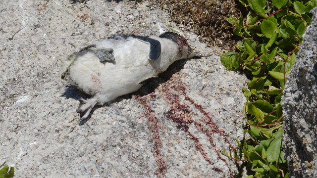 Little Penguin dog kill 23011