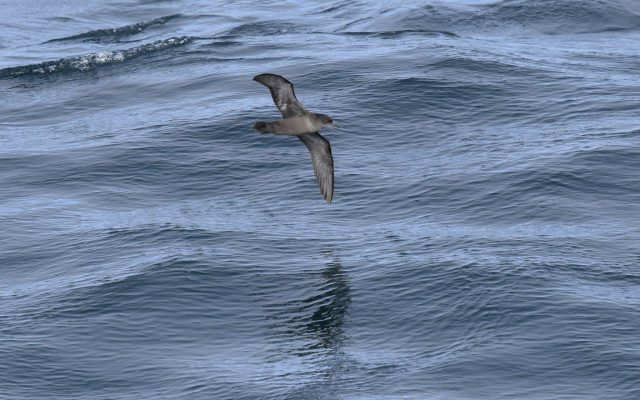 Short tailed Shearwater 01994