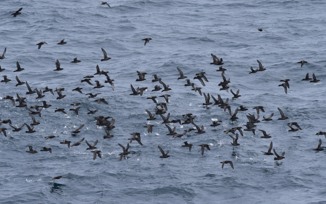 Short tailed Shearwater 04019