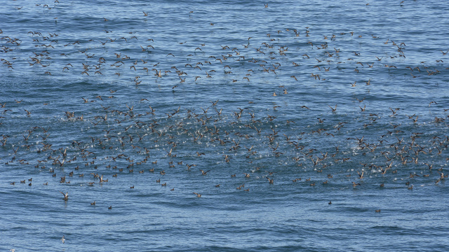 Short tailed Shearwater 40957