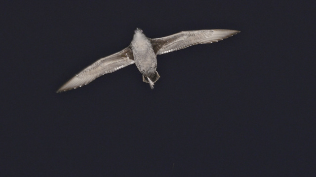 Short tailed Shearwater 44199