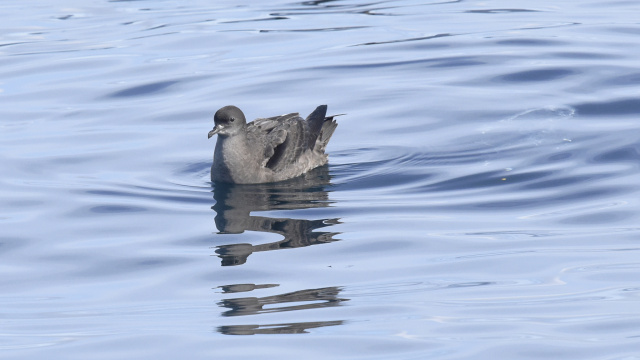 Short tailed Shearwater 46668