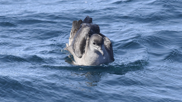 Short tailed Shearwater 46804
