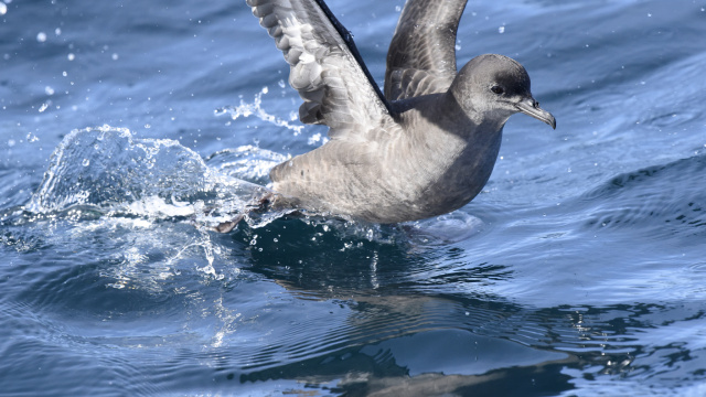 Short tailed Shearwater 46815