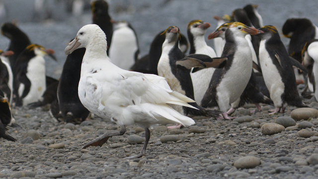 Southern Giant Petrel 46439