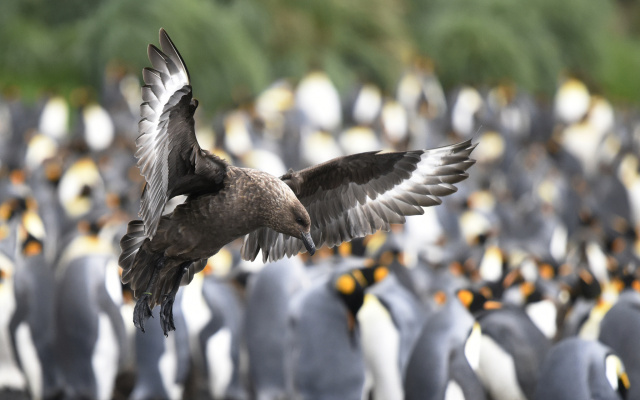 Subantarctic Skua 08837