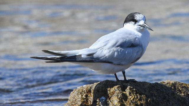 White fronted Tern 01668