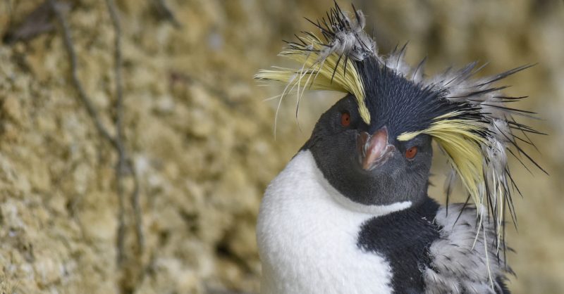 Rockhopper penguins | Kuno