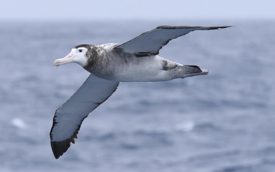 Antipodean Albatross 10260