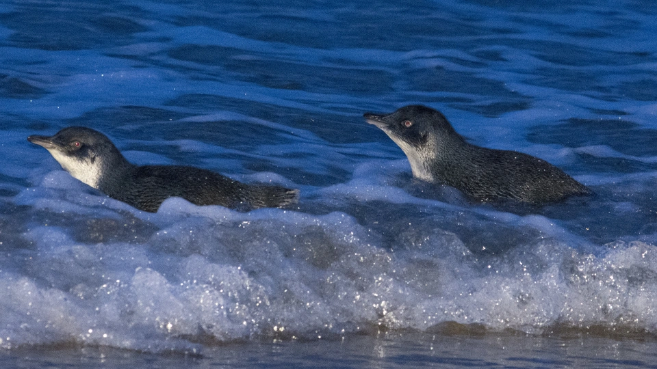 Little Penguin 07316