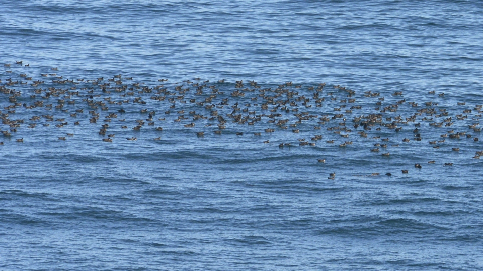 Short tailed Shearwater 40950