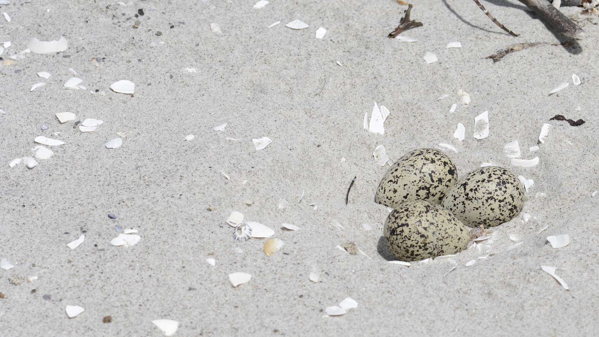 Hooded-Plover-06240.jpg (1920×1080)