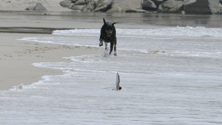 Dog Hooded Plover 22530