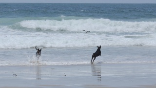 Dogs Pied Oystercatcher 22500