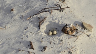 Hooded Plover 30869