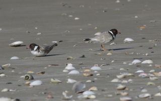 Hooded Plover 59799