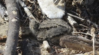 Pied Oystercatcher 21815