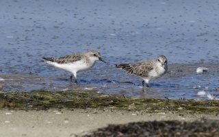 Red necked Stint 29839