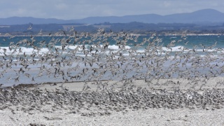 Red necked Stint 49863