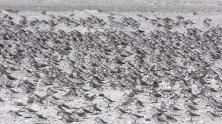 Red necked Stint 49959