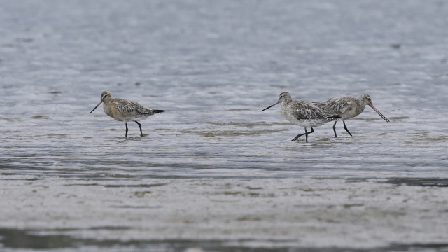 Bar tailed Godwit 48527